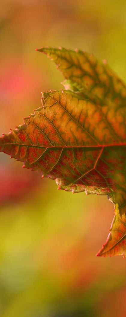 Colorful leaves