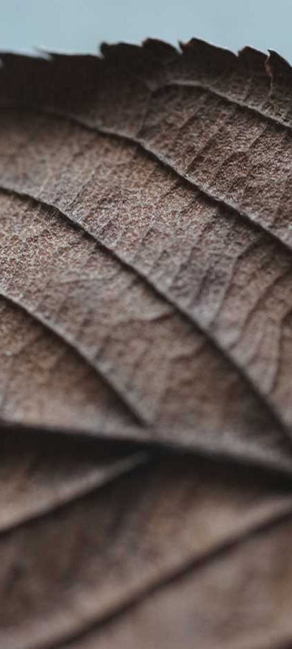 Dried leave