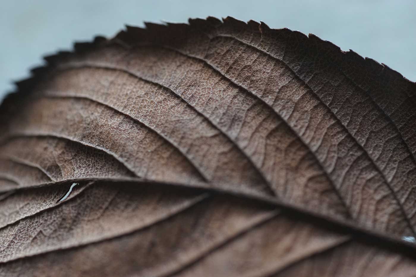 Dried leave