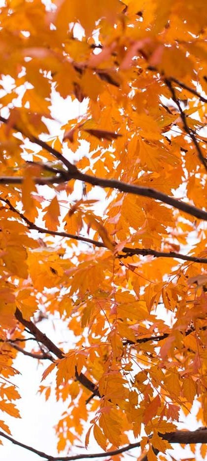 Yellow leaves