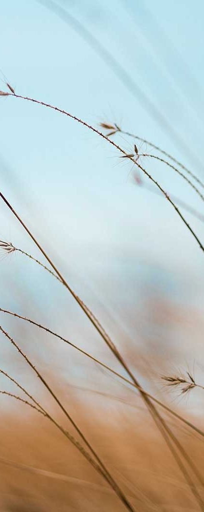 Soft meadow