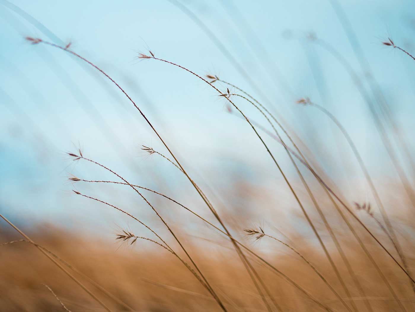 چمنزار در نور ملایم آفتاب