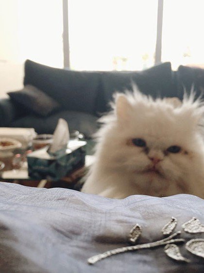 Pershi the persian cat
