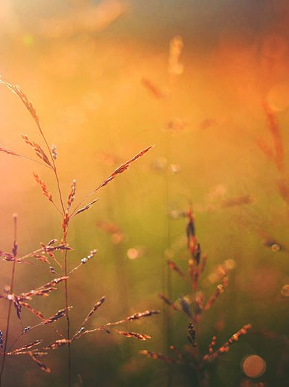 Yellow wheat