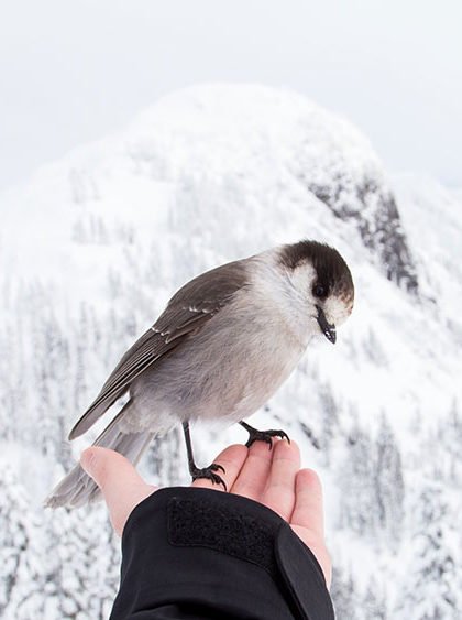 Messenger bird