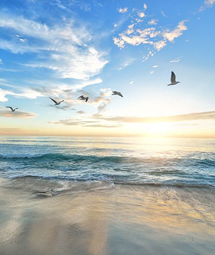 Seagulls flying over the beach
